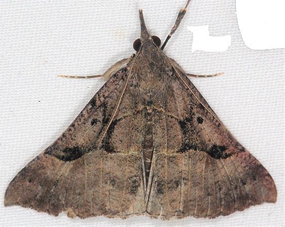 8452 Large Bomolocha Moth Lake of the Woods Ontario 7-21-16