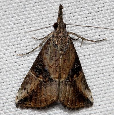 8457 Sooty Bomolocha Moth Kissimmee Prairie St Pk 3-16-13