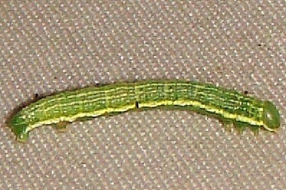 8465 Green Cloverworm Caterpillar on sheet in yard under Locust and Cherry Trees 9-22-10