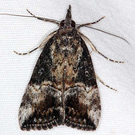 8465 Green Cloverworm Moth yard 10-27-14