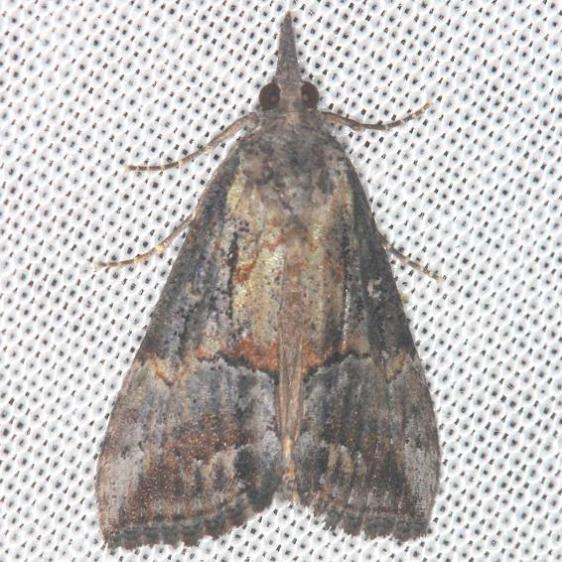 8465 Green Cloverworm Moth yard-6-10-13