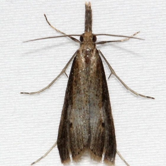 8465.97 Unidentified Hypena Moth BG Kissimmee Prairie St Pk 3-17-13