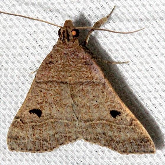 8471 Black-dotted Hemeroplanis Moth Mahogany Hammock Everglades Natl Pk 3-10-13