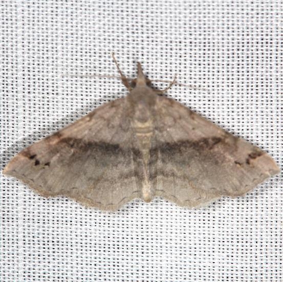 8479 Six-spotted Gray Moth yard 5-17-13