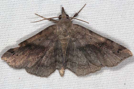 8479 Six-spotted Gray Moth yard 8-6-20