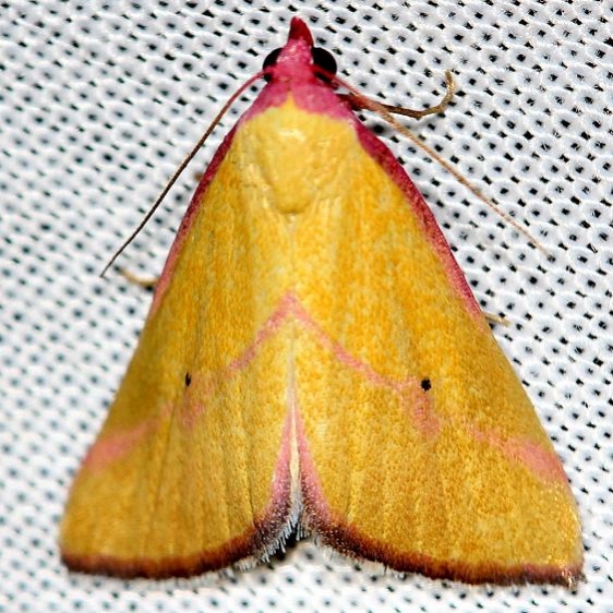 8480 Ernstine's Moth Pineland Everglades Natl Pk 3-8-13
