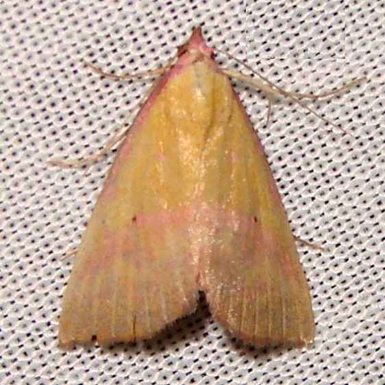 8481 Pink-Bordered Yellow Moth Gold Head Branch St Pk 2-16-12