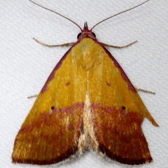 8481 Pink-bordered Yellow Moth Kissimmee Prairie St Pk 3-12-13_opt