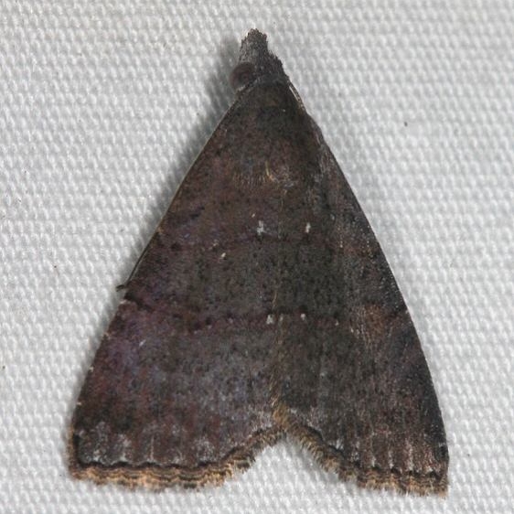 8488 Double-lined Brown Moth Unknown Silver Lake Cypress Glenn Fl 3-16-15