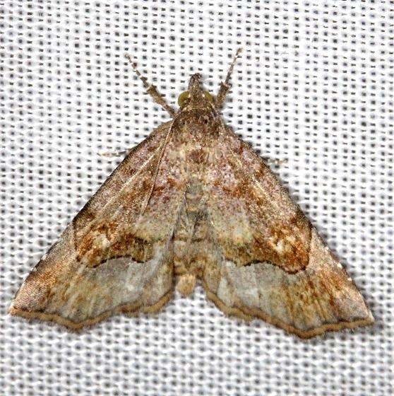 8490 Decorated Owlet Moth Thunder Lake Mich UP 6-24-13