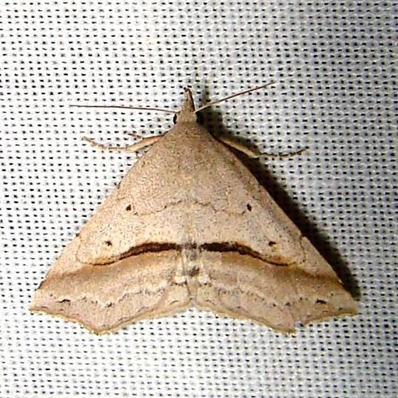 8491 Lost Owlet Moth Paynes Prairie St Pk 3-21-12