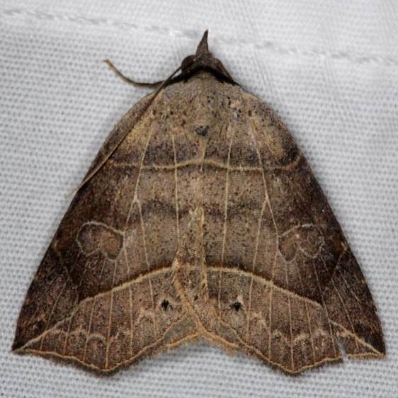 8493 Thin-lined Owlet Moth yard 6-6-14