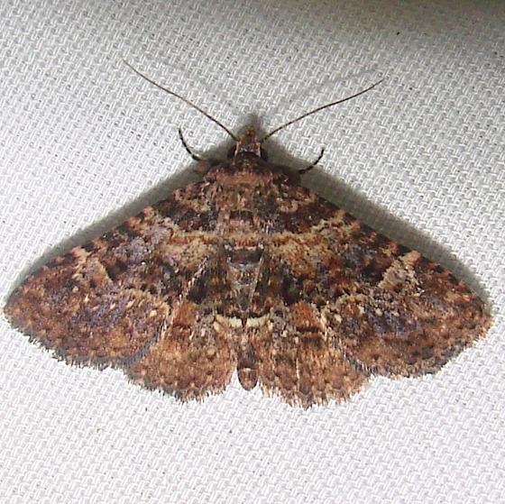8499 Common Fungus Moth Grasshopper Lake Ocala Natl 3-15-12