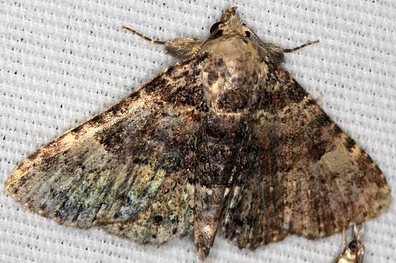 8500 Four-spotted Fungus Moth yard 9-1-19