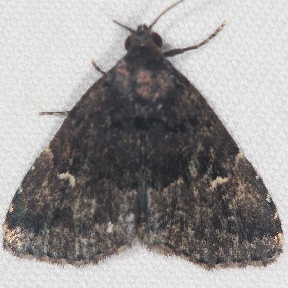 8502-Black-Fungus-Moth-Mothapalooza-Arc-of-Appalachia-7-18-21