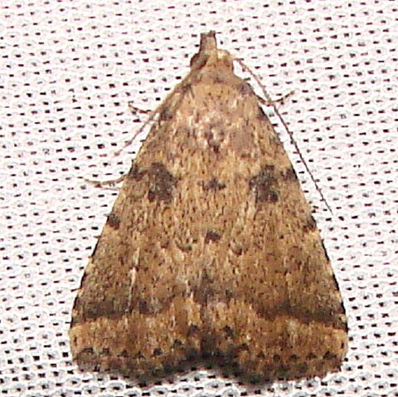 8509 Common Arugisa Moth Kissimmee Prairie St Pk 3-10-12