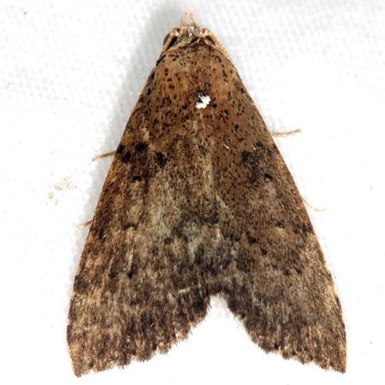 8510 Watson's Arugisa Moth Little Manetee River St Pk 3-10-15