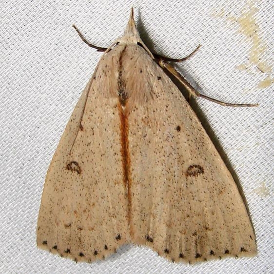 8514 Dead-wood Borer Moth Paynes Prairie St Pk 3-21-12