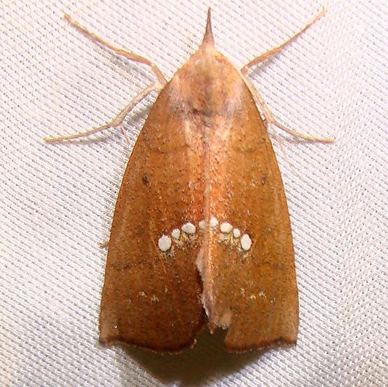 8527 Large Necklace Moth Juniper Springs Ocala Natl 3-14-12