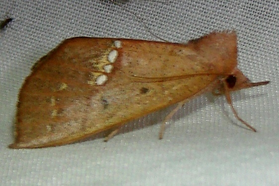 8527 Large Necklace Moth William- Beardall WMA Fl 3-9-11