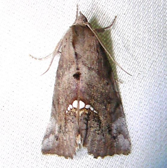 8528 Small Necklace Moth Payne's Prairie St Pk Fl 3-20-12