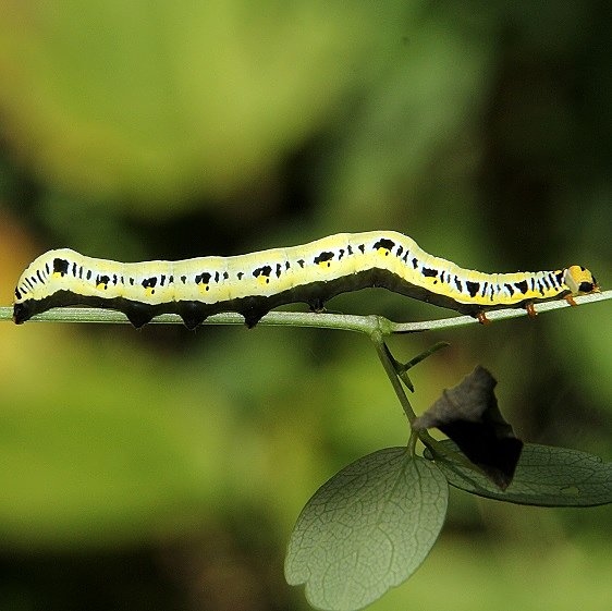 8536 Canadian Owlet Moth caterpillar on Meadow Rue Cedar Bog 7-6-18 (8)_opt