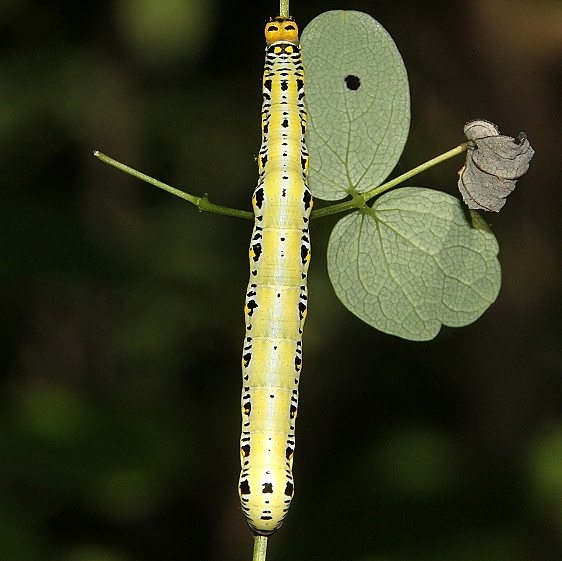 8536 Canadian Owlet Moth caterpillar on Meadow Rue Cedar Bog 7-6-18 (9)_opt