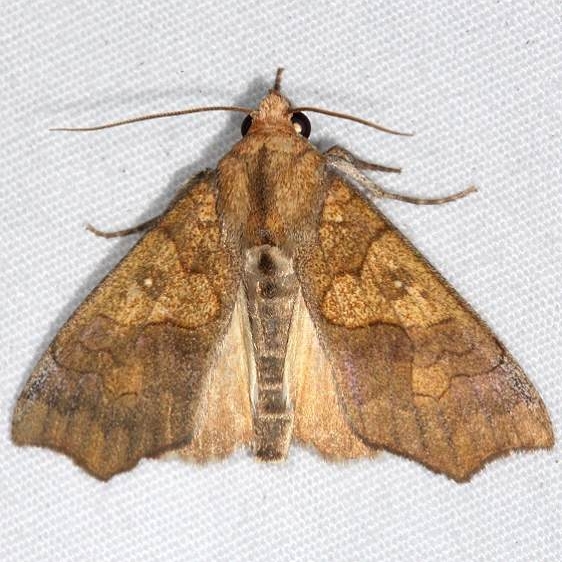 8546 Tropical Anomis Moth Little Manetee River St Pk Fl 3-8-15