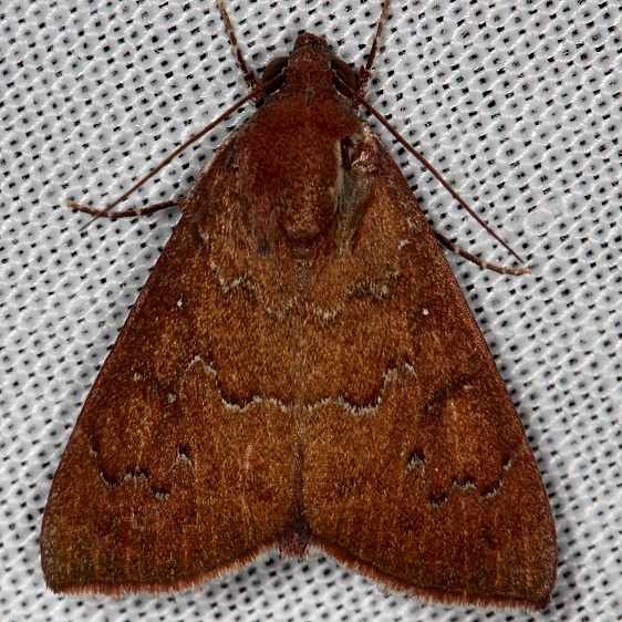 8551 Okra Leafworm Moth NABA Gardens Texas 11-3-13