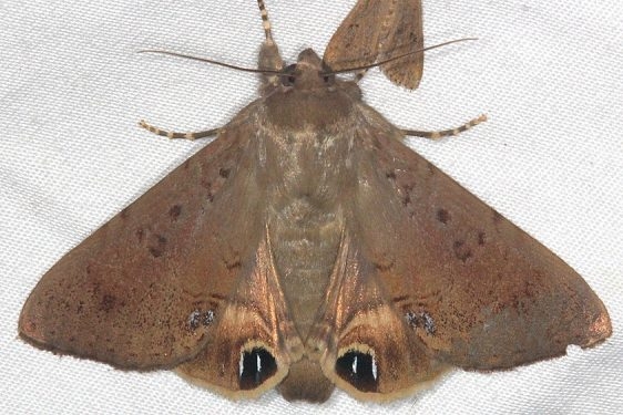 8556 Palmetto Borer Moth Mahogany Hammock Everglades 3-1-15