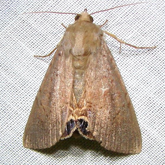 8556 Palmetto Borer Moth Payne's Prairie St Pk Fl 3-20-12