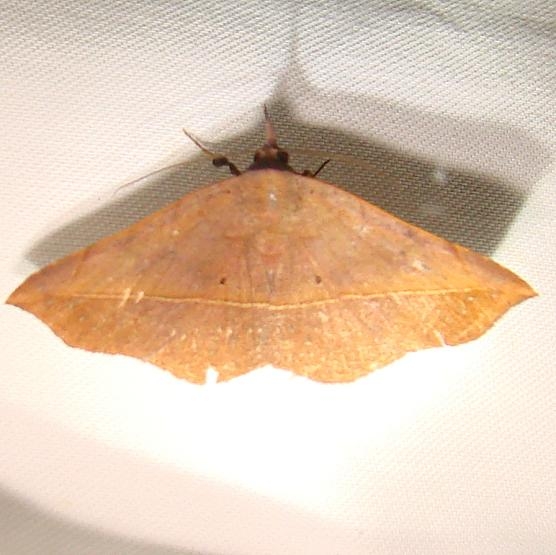 8573 Variable Metalata Moth Kissimmee Prairie St Pk 3-10-12