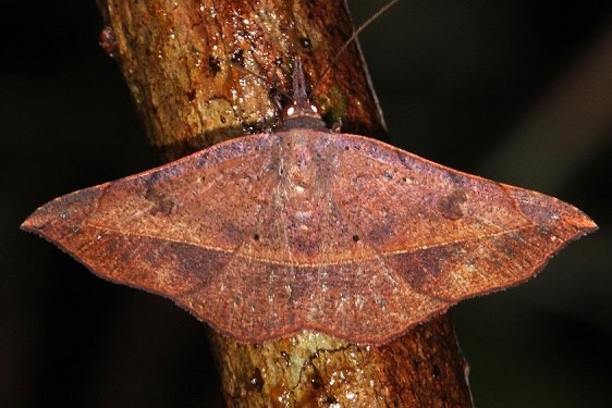 8573 Variable Metallata Moth Lucky Hammock near Everglades 2-27-15