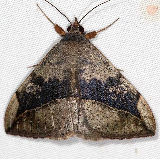 8574 Velvetbean Caterpillar Moth Campsite 119 Falcon St Pk Texas 10-27-16_opt