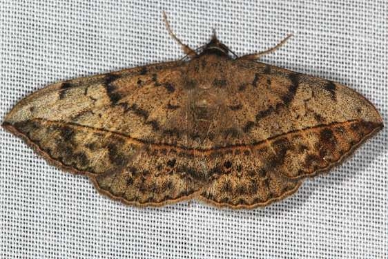 8574 Velvetbean Caterpillar Moth yard 10-6-16_opt