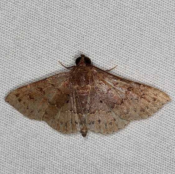 8579 Unidentified Antiblemma Moth  BG Oscar Scherer St Pk 3-15-15 (63)_opt