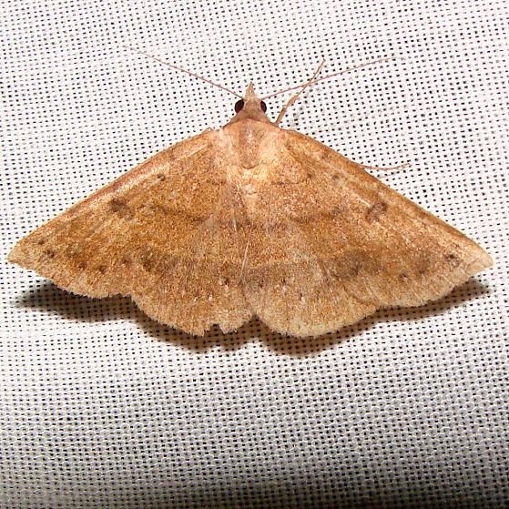 8585 Orange Panopoda Moth worn Grasshopper Lake Ocala Natl 3-15-12