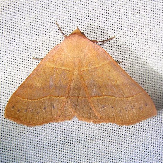 8587 Red-lined Panopoda Moth Grasshopper Lake Ocala Natl 3-15-12