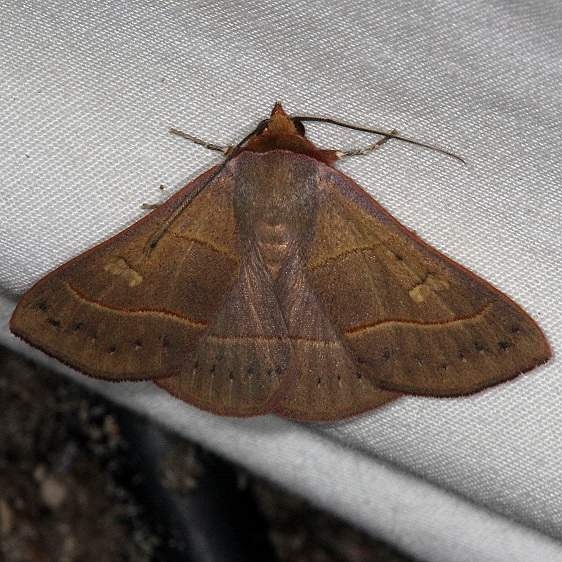 8587 Red-lined Panopoda Moth Silver Lake Cypress Glenn Fl 3-19-15