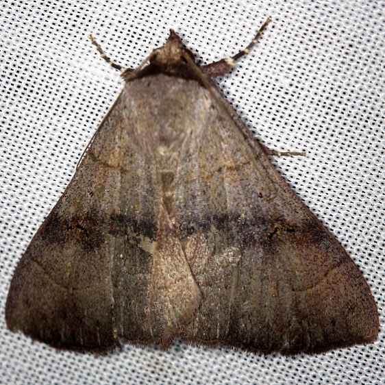 8588 Brown Panapoda Moth Shawnee St Pk Oh 6-15-13_opt