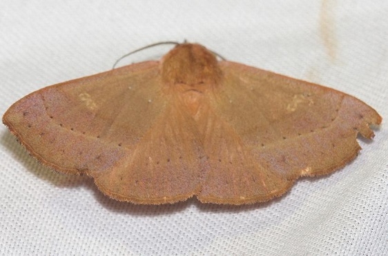 8589 Orange Panopoda Moth Lake Kissimmee St Pk Fl 2-26-13