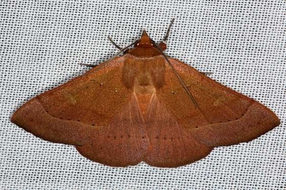 8589 Orange Panopoda Moth Pinelands Everglades Fl 2-18-14