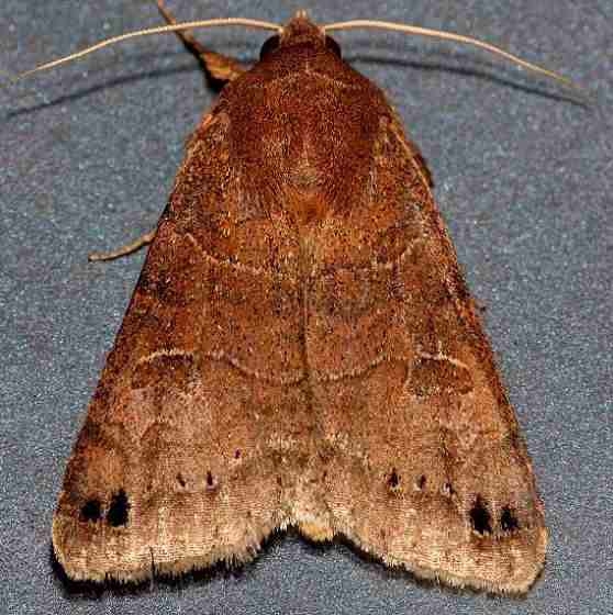 8592 Black-dotted brown Moth Lake Kissimmee St Pk Fl 2-28-13