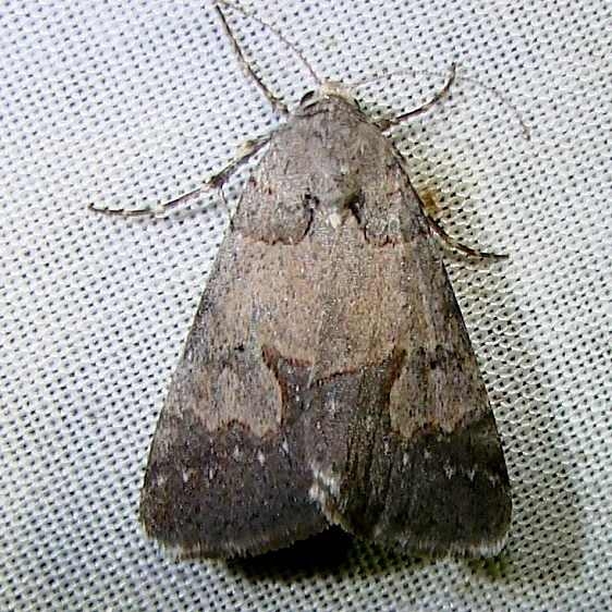 8596 Unidentified Cissusa Moth Juniper Springs Ocala Natl Frt 3-1-12