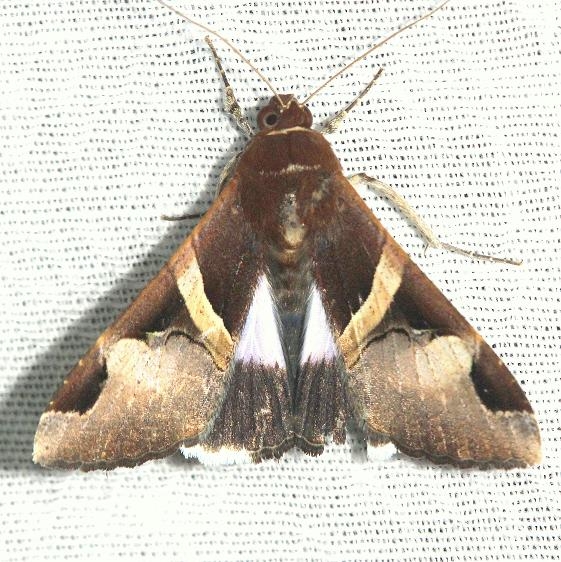 8599 Faciolated Melipotis Moth Kissimmee Prairie St Pk 3-12-13