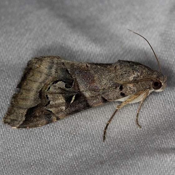 8600 Indomitable Melipotis Moth NABA Gardens Texas 11-3-13
