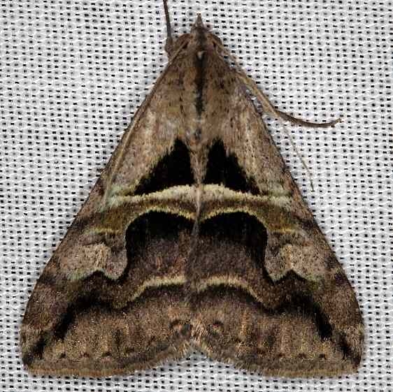 8601 Cellar Melipotis Moth NABA Gardens Texas 11-3-13