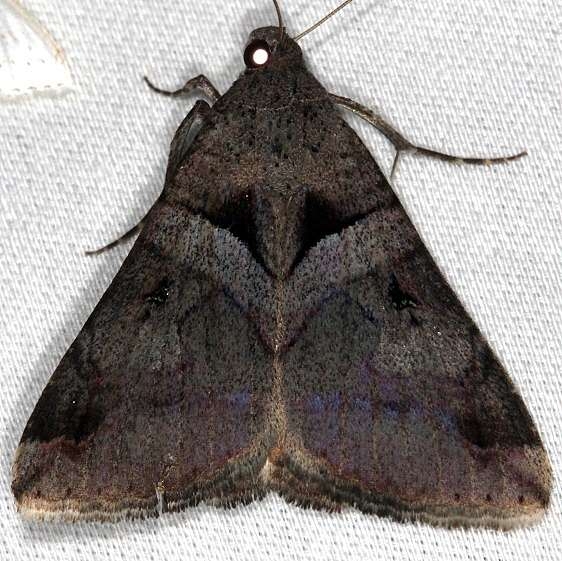 8603 Undefined Melipotis Moth Pineland Everglades 2-18-14