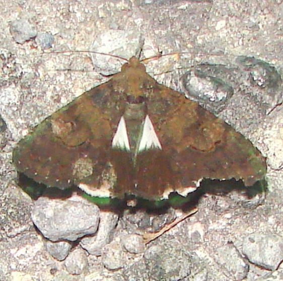 8606 Prolata Melipotis Moth Mahogany Hammock Everglades 2-27-12