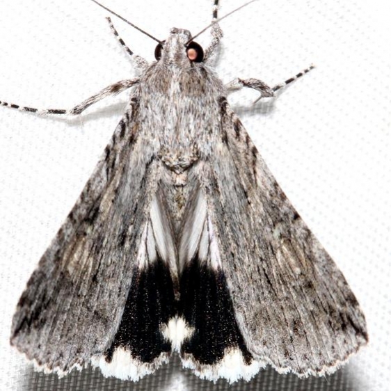 8607 Merry Melipotis Moth Mahogany Hammock Everglades Natl Pk 3-10-13
